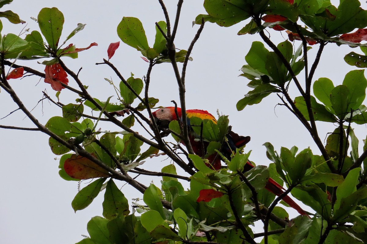 コンゴウインコ - ML644682264