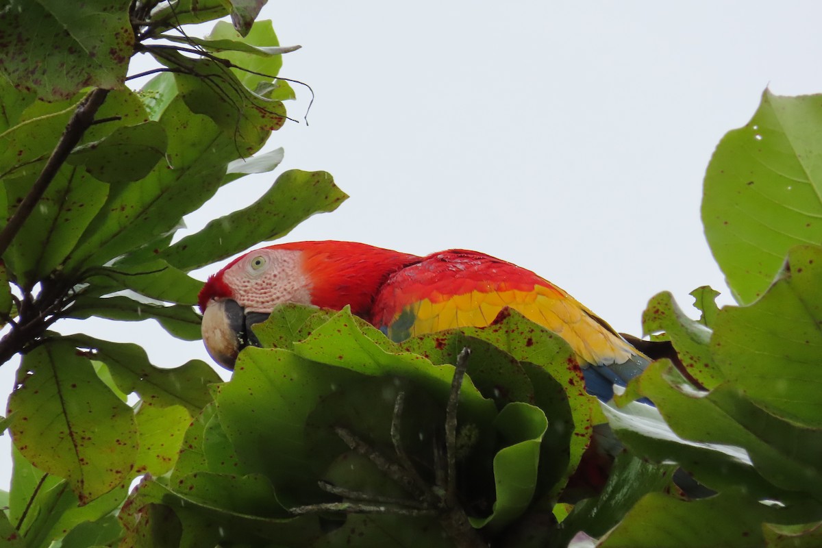 コンゴウインコ - ML644682265