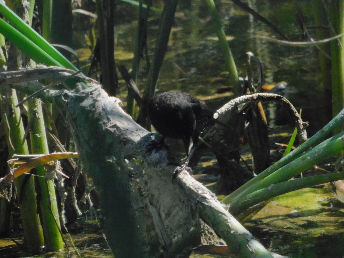 Varillero Aliamarillo - ML644682267