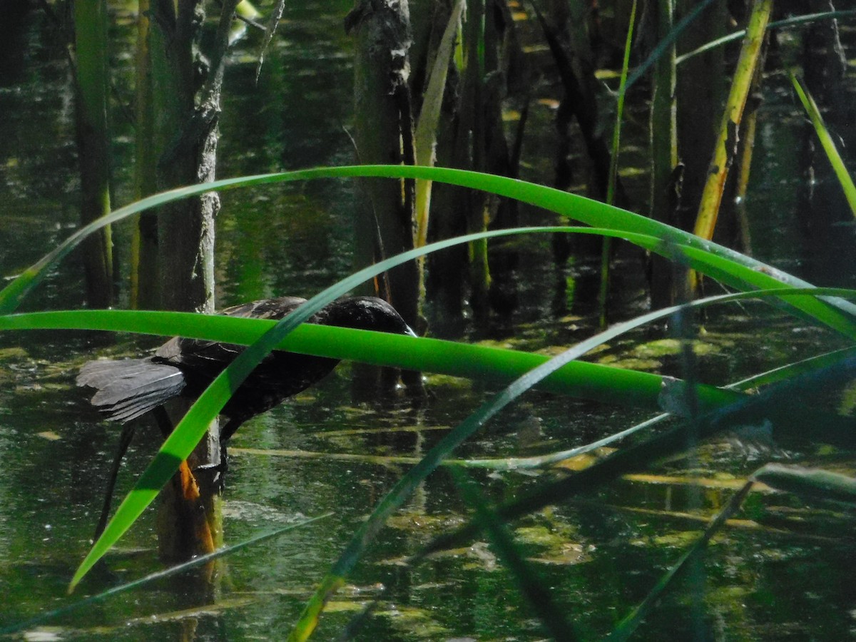 Varillero Aliamarillo - ML644682268