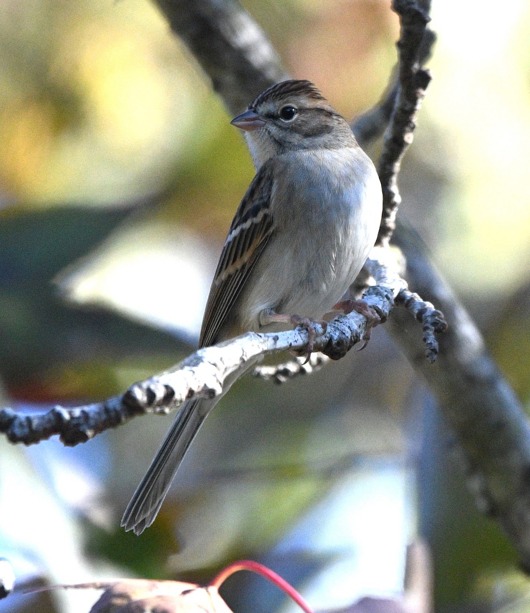 チャガシラヒメドリ - ML644682270