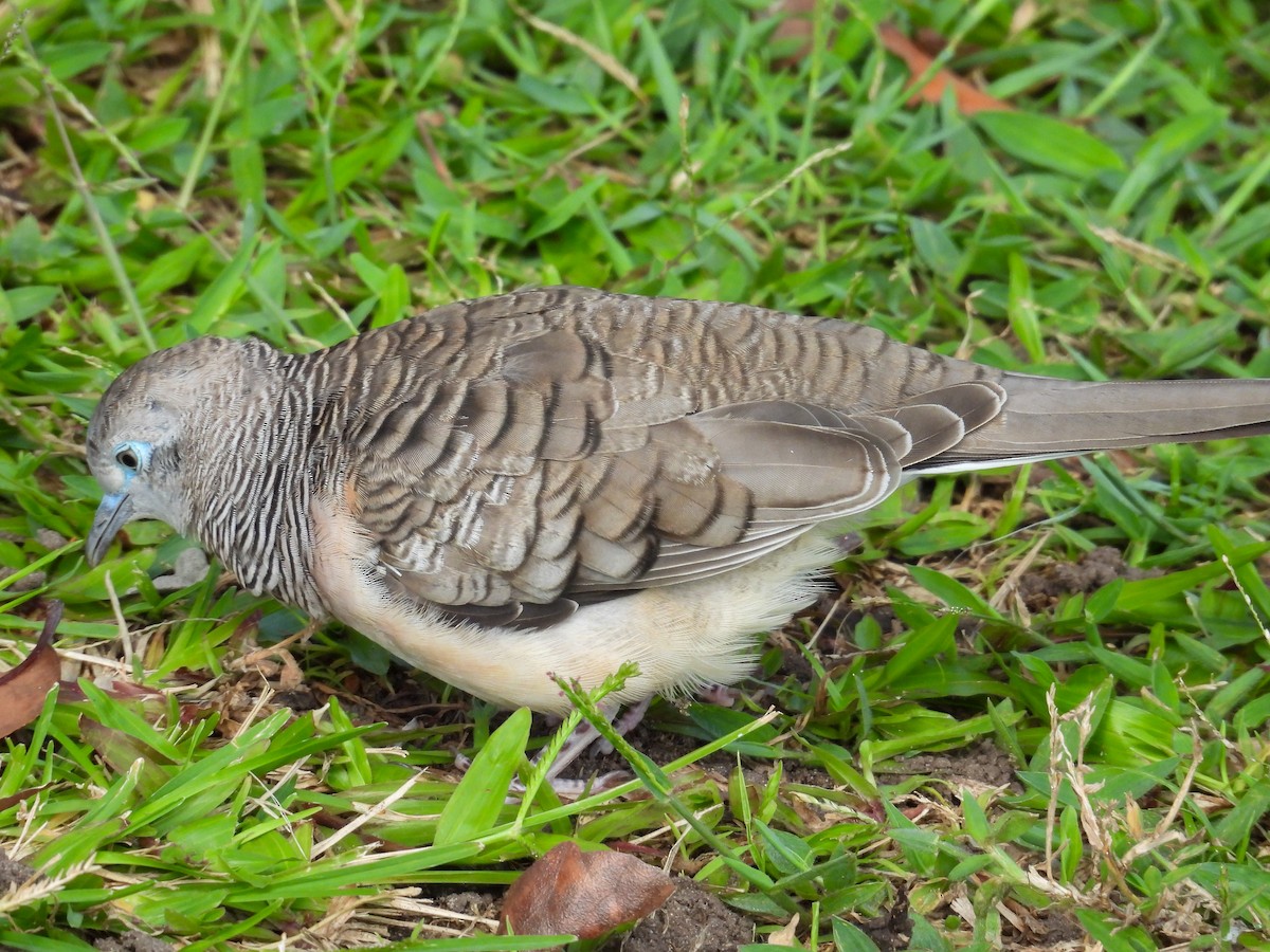 オーストラリアチョウショウバト - ML644682271