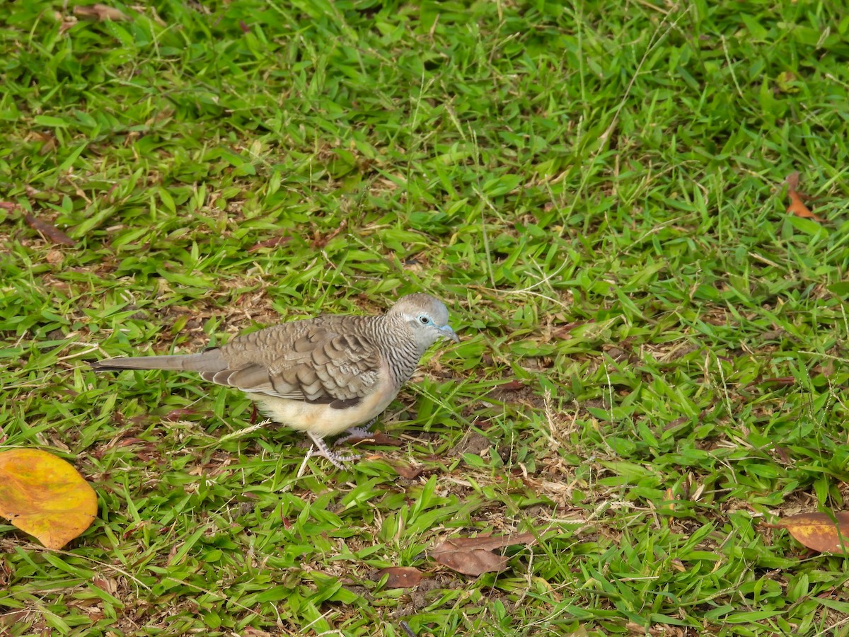 オーストラリアチョウショウバト - ML644682272