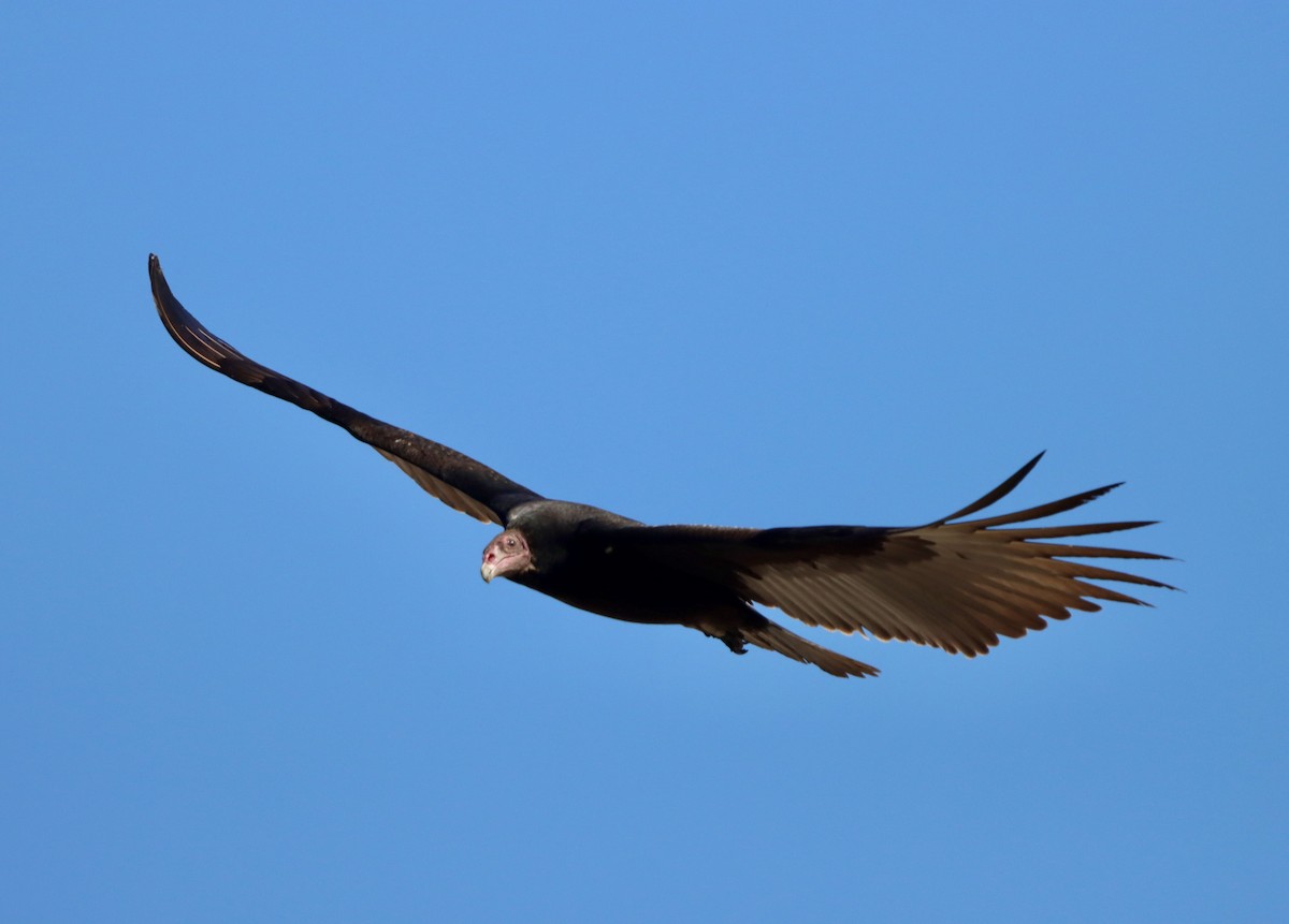 ヒメコンドル - ML644682274