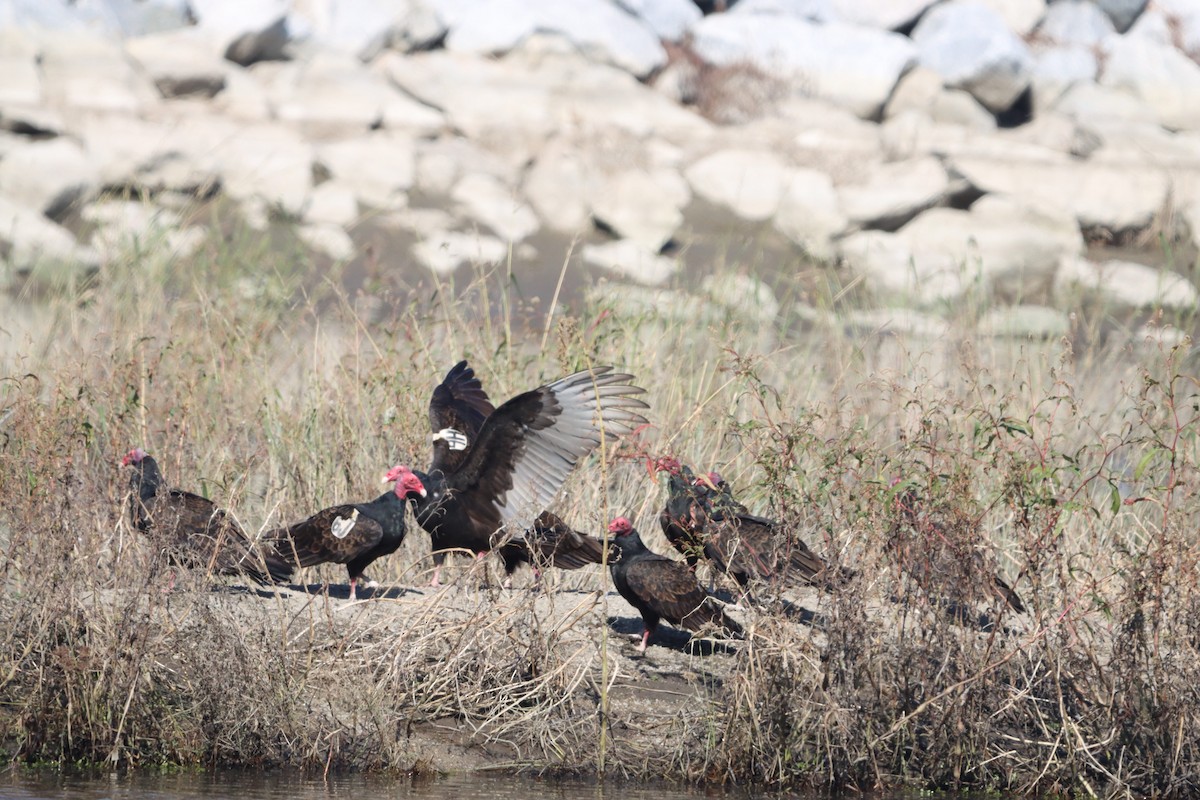 ヒメコンドル - ML644682275