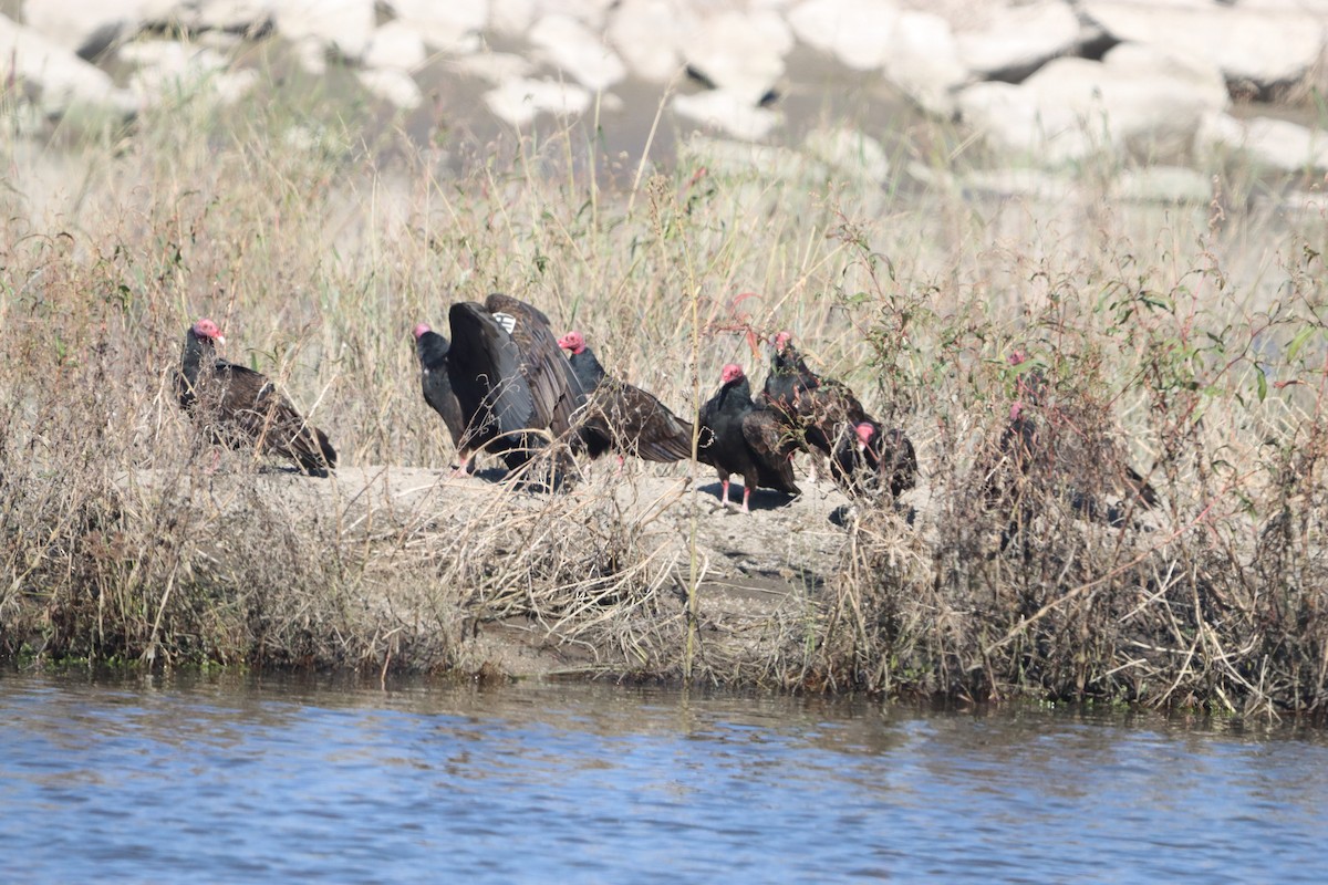 ヒメコンドル - ML644682276