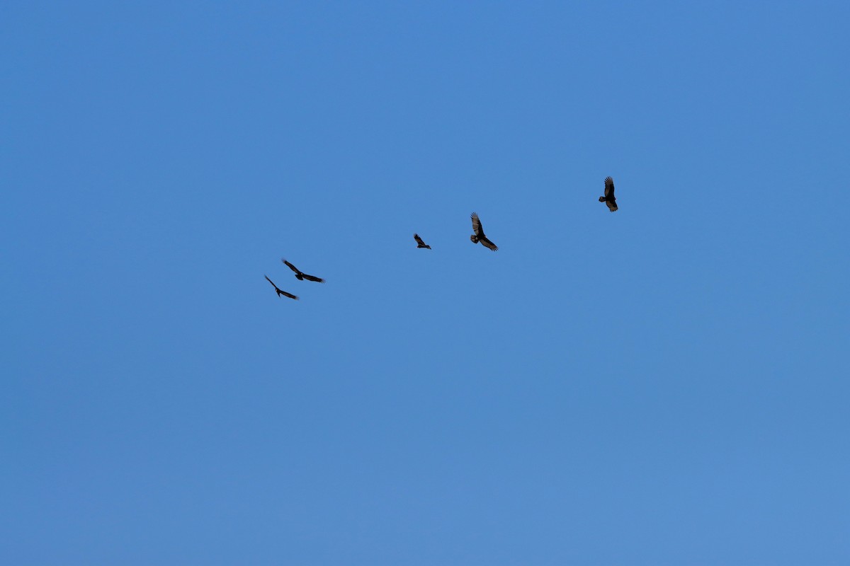 ヒメコンドル - ML644682277