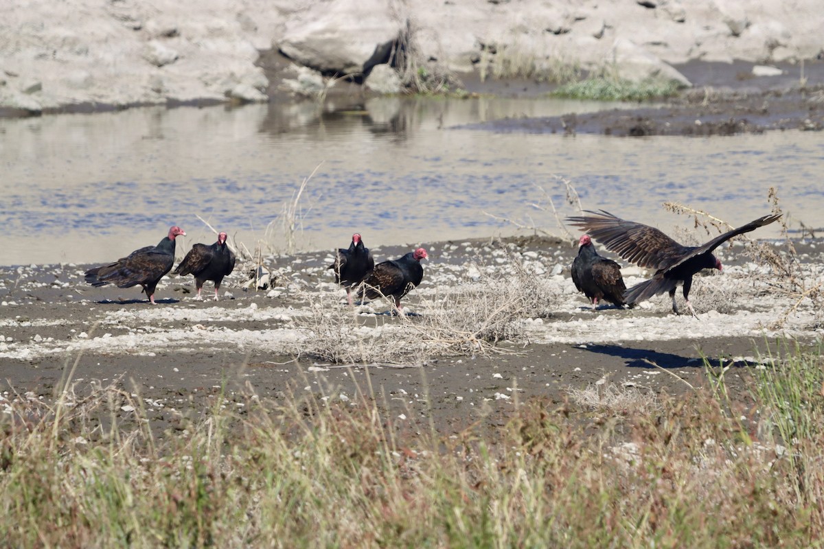 ヒメコンドル - ML644682278