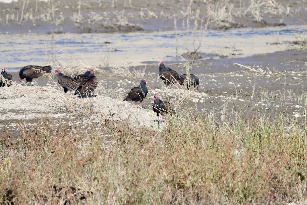 ヒメコンドル - ML644682279