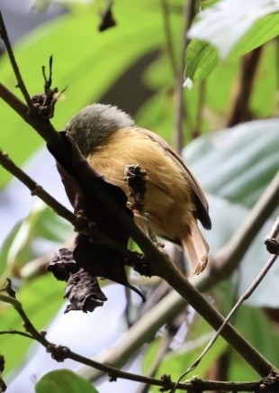 Ruddy-tailed Flycatcher - ML644682281