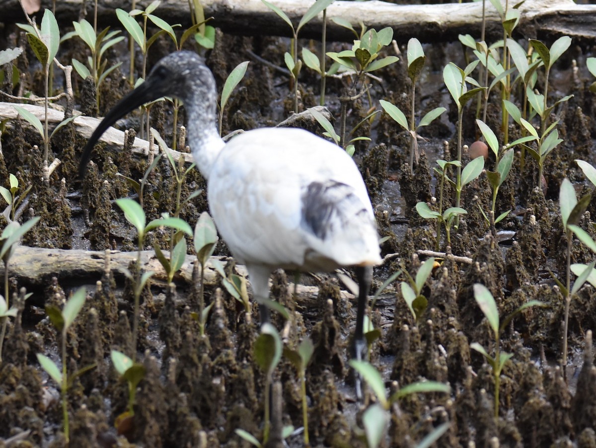 オーストラリアクロトキ - ML644682282