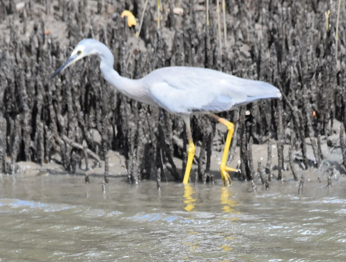 カオジロサギ - ML644682283