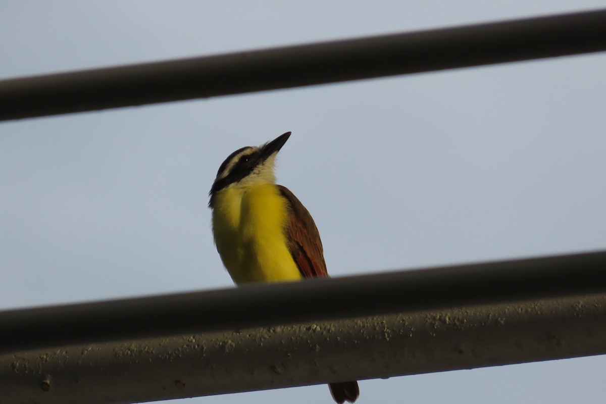 キバラオオタイランチョウ - ML644682284