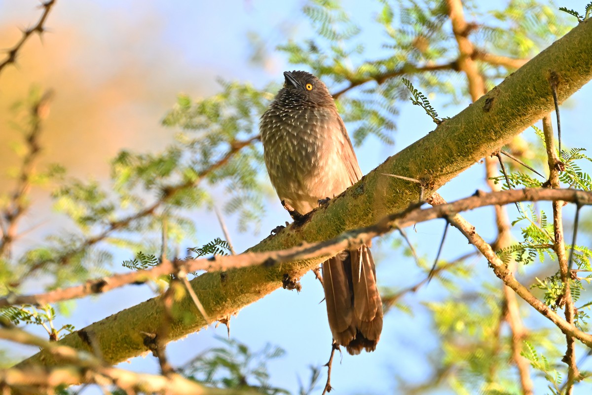 ヤモンヤブチメドリ - ML644682285