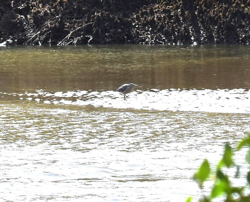 ササゴイ - ML644682287