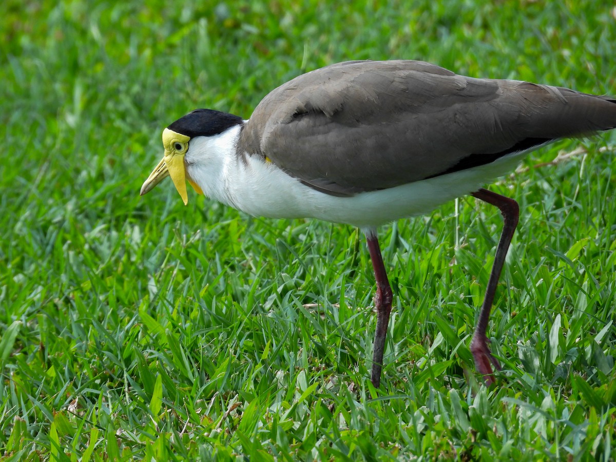 ズグロトサカゲリ - ML644682288