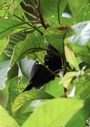 シロボシアリサザイ - ML644682290