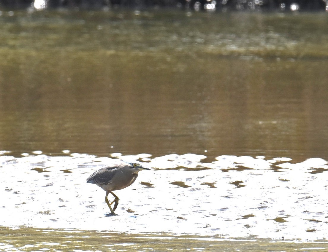 ササゴイ - ML644682291