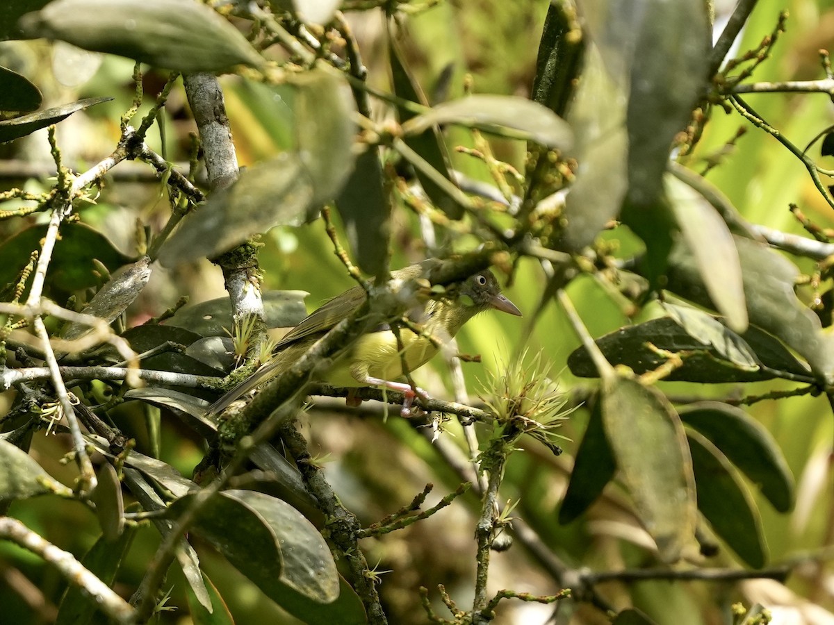 ヤブヒメモズモドキ - ML644682292