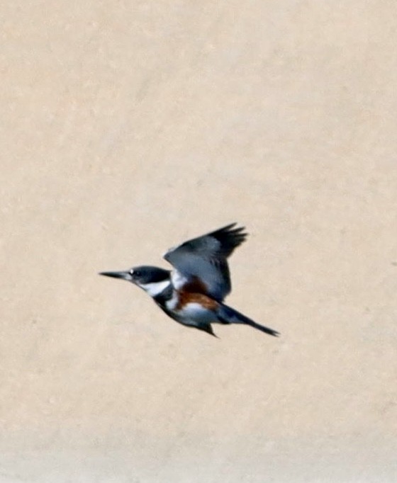 アメリカヤマセミ - ML644682293