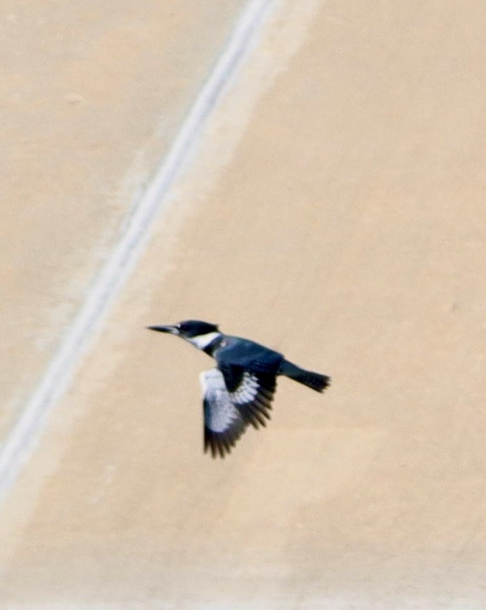 アメリカヤマセミ - ML644682294