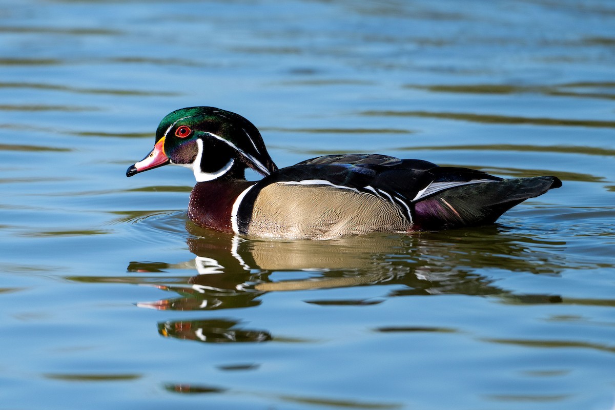 アメリカオシ - ML644682295