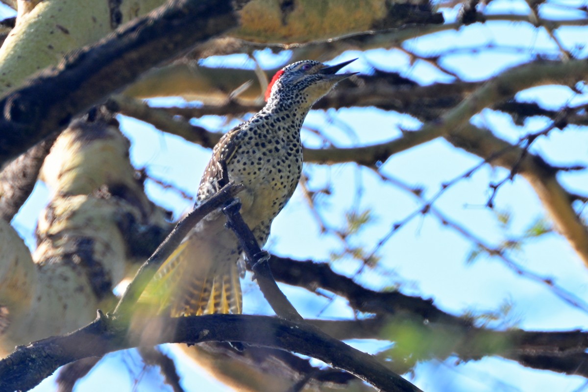 アフリカアオゲラ - ML644682296