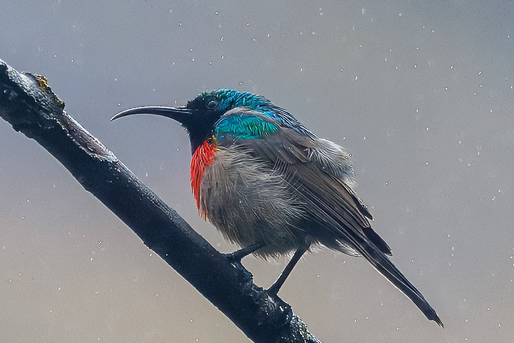 bredbeltesolfugl - ML644682303