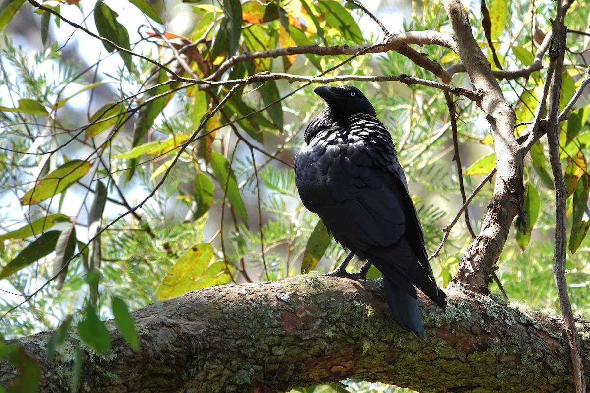 ミナミワタリガラス - ML644682309