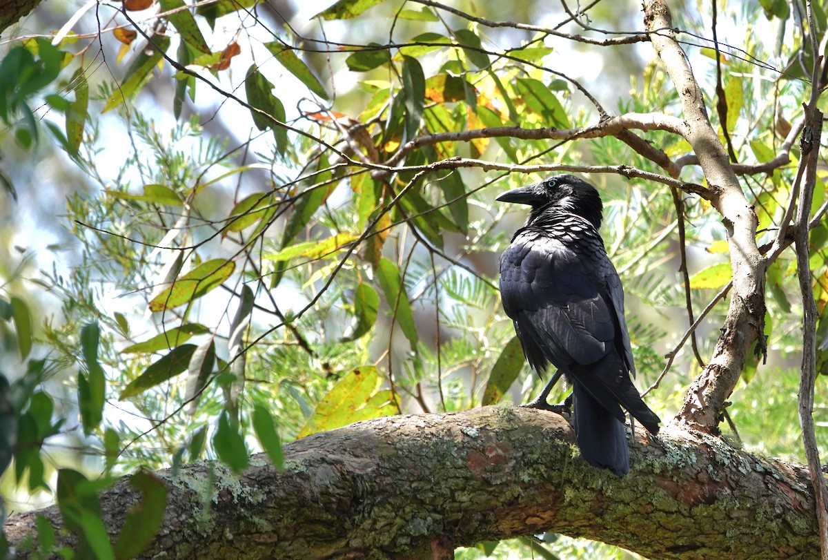 ミナミワタリガラス - ML644682310