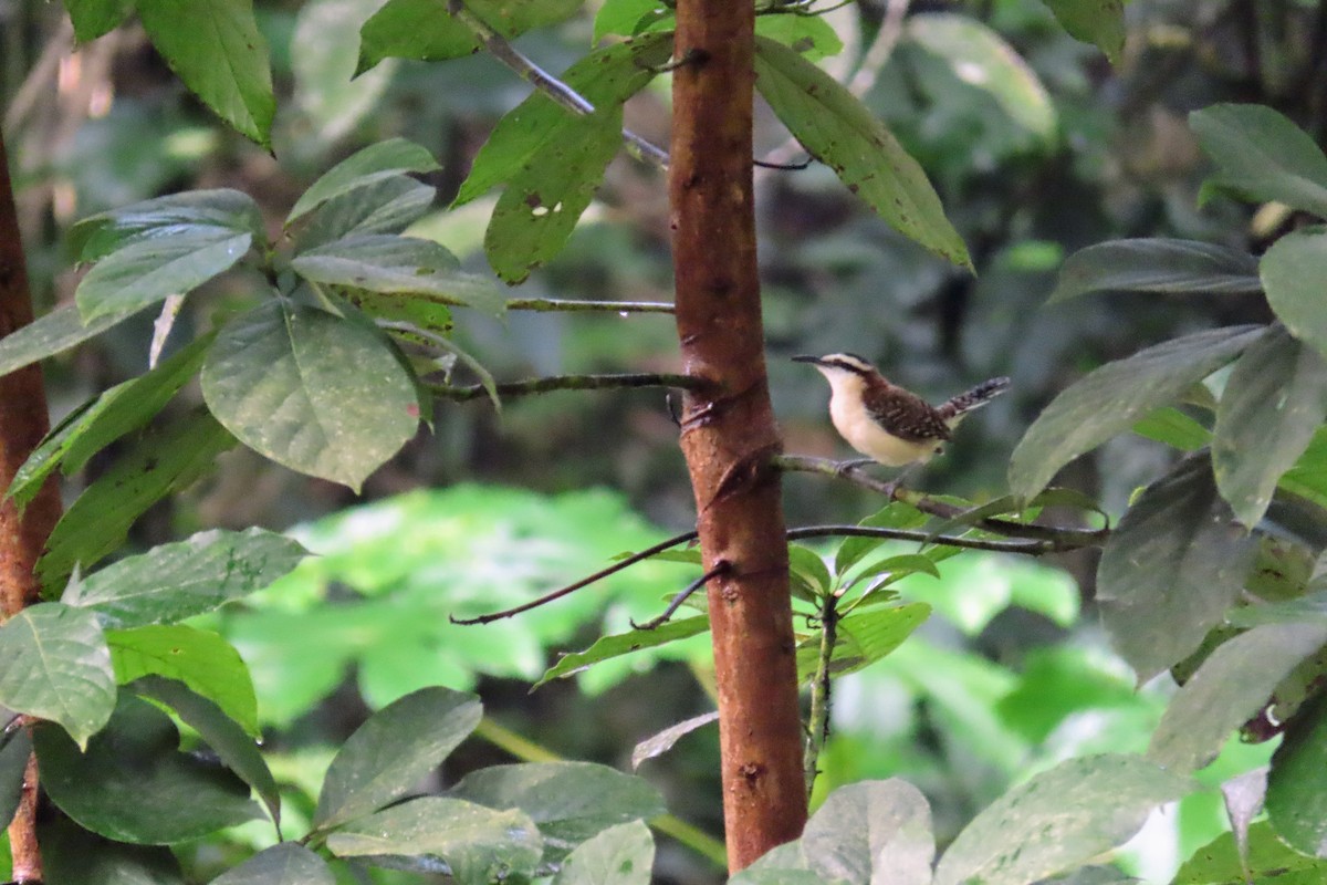 Rufous-backed Wren - ML644682314