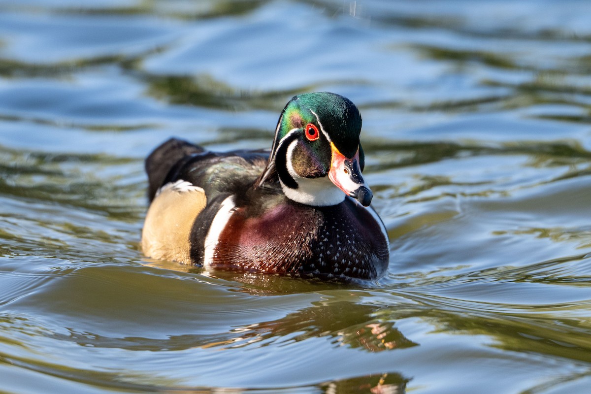 Wood Duck - ML644682327