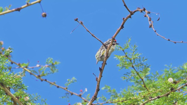 Northern Red-fronted Tinkerbird - ML644682328