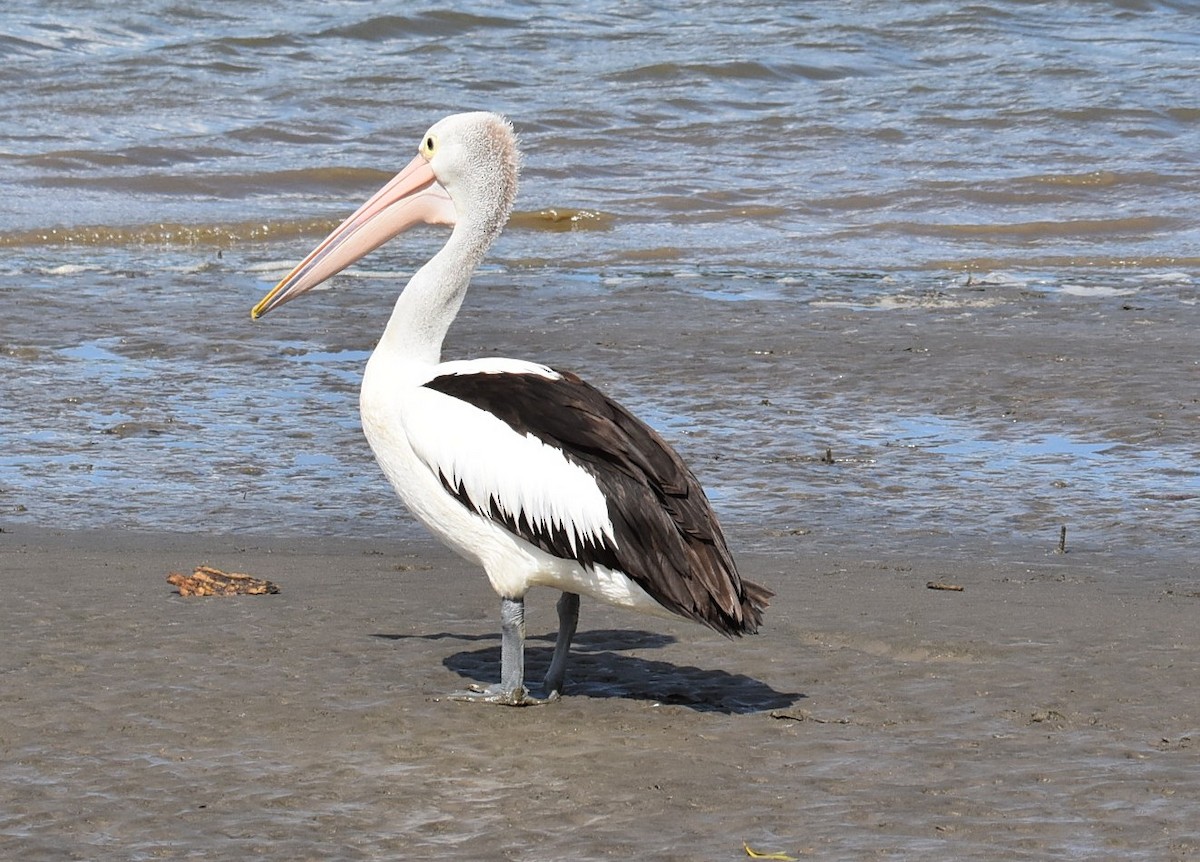 Australian Pelican - ML644682329