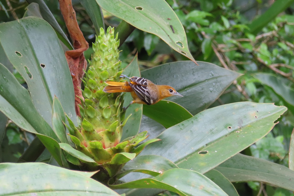 Балтиморский трупиал - ML644682335