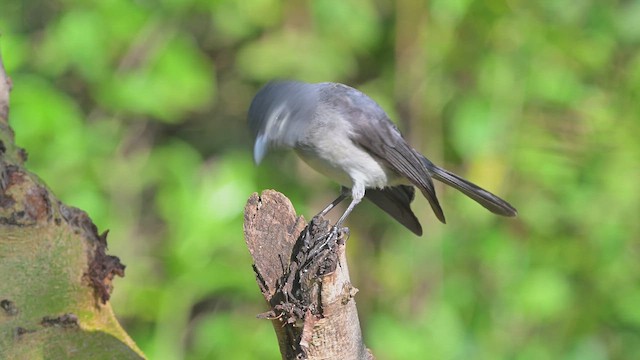 White-eyed Slaty-Flycatcher - ML644682346