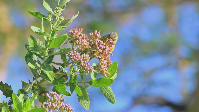 olivenirisk - ML644682349