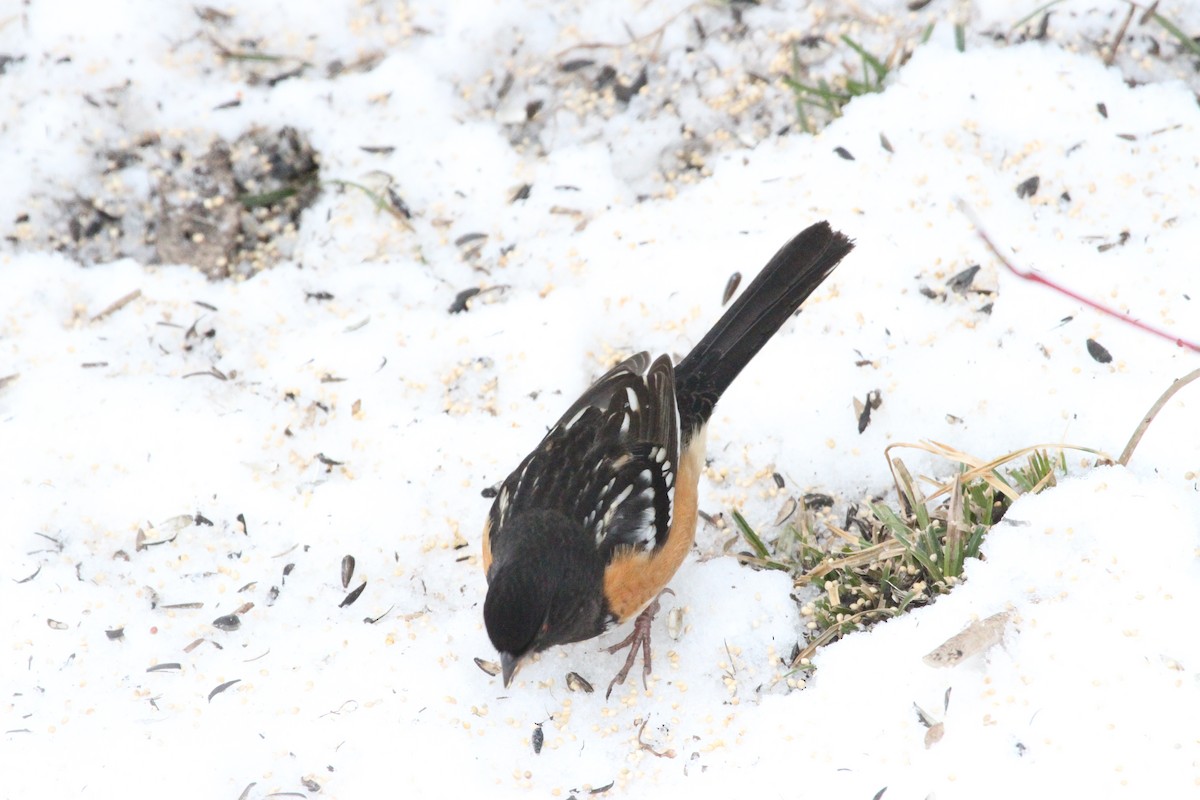 Spotted Towhee - ML644682350
