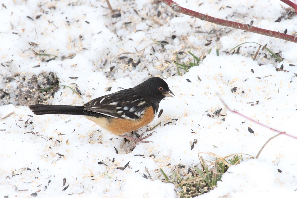 Spotted Towhee - ML644682351