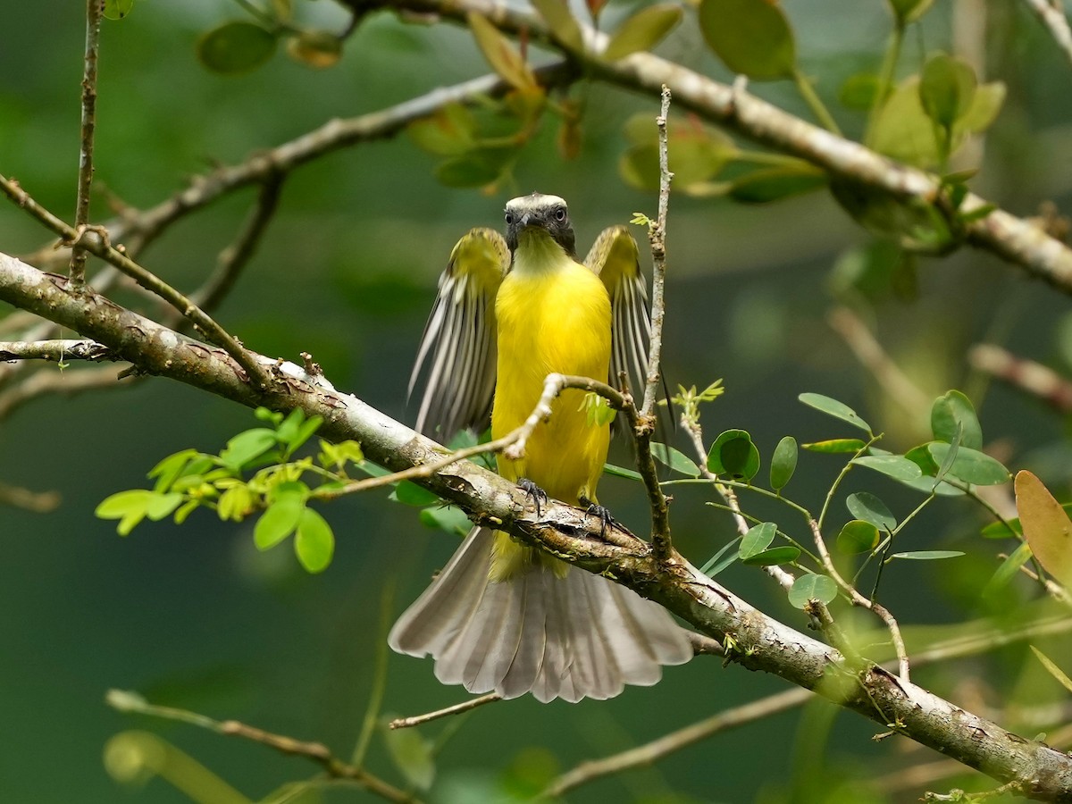 Rotscheitel-Maskentyrann - ML644682354