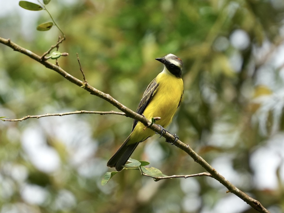 Rotscheitel-Maskentyrann - ML644682355