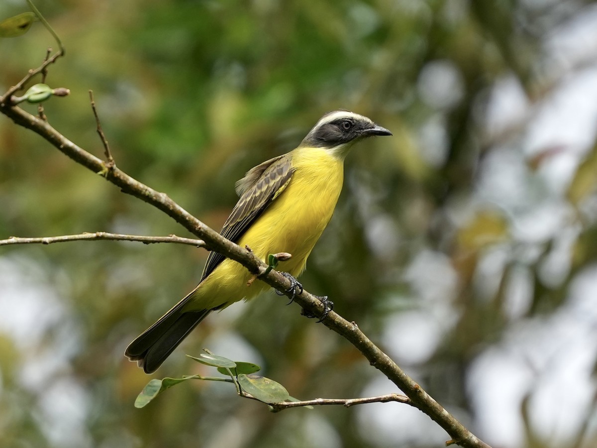 Rotscheitel-Maskentyrann - ML644682356