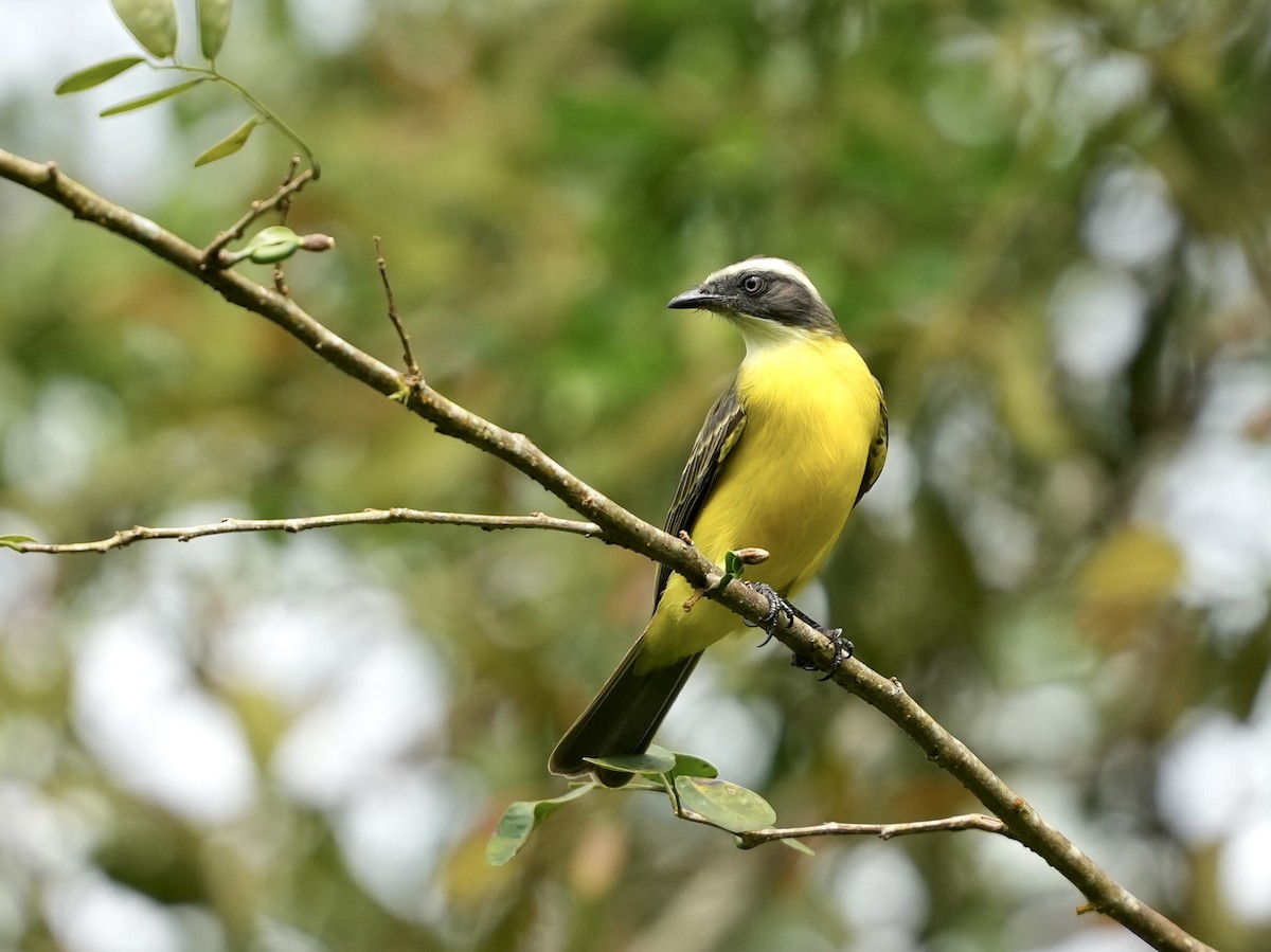 Rotscheitel-Maskentyrann - ML644682357