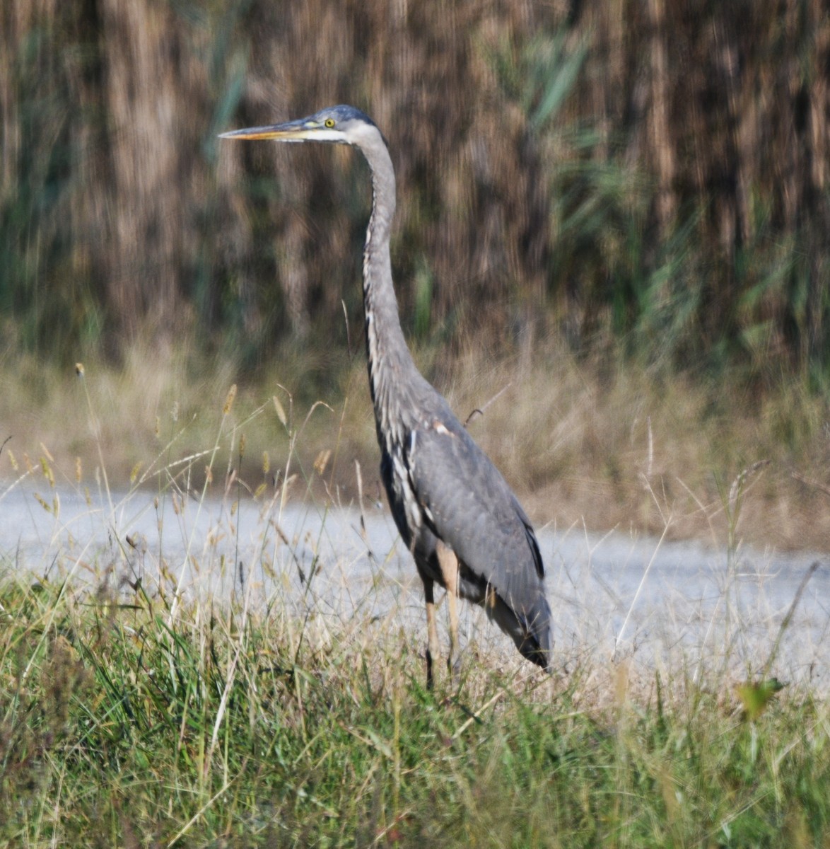 Great Blue Heron - ML644682361