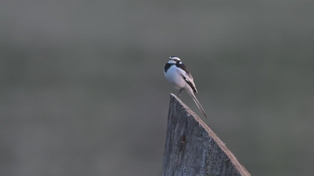 African Pied Wagtail - ML644682363