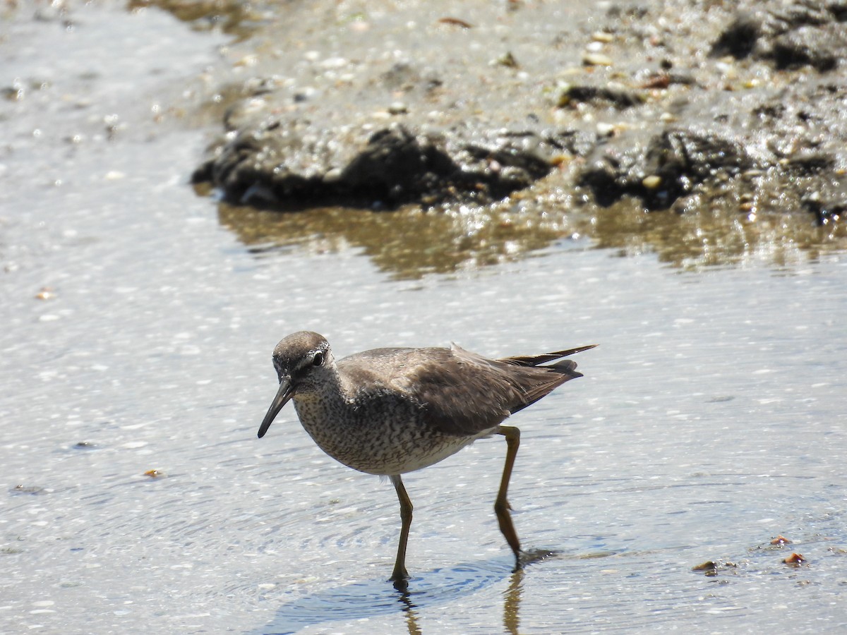 Gray-tailed Tattler - ML644682369