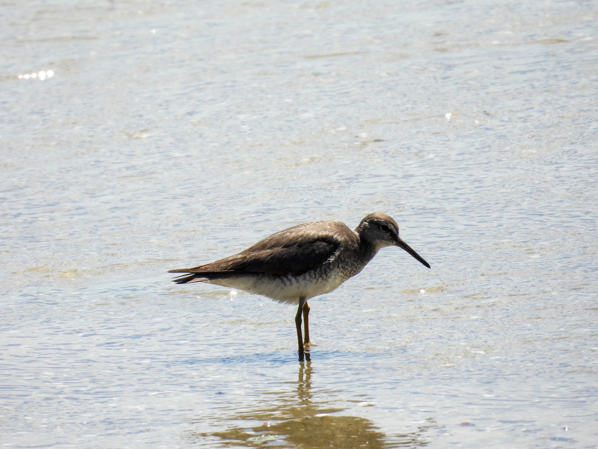 Gray-tailed Tattler - ML644682370