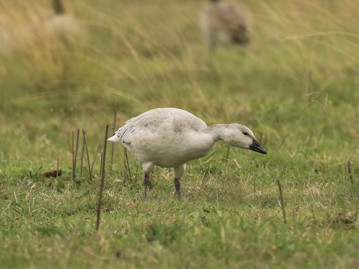 husa sněžní - ML644682373