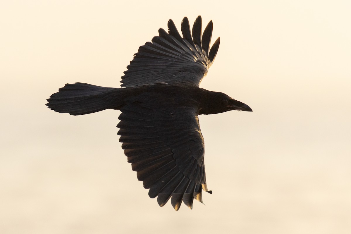 Крук звичайний - ML644682377