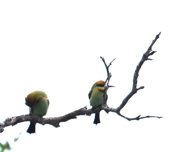 Regenbogenspint - ML644682388